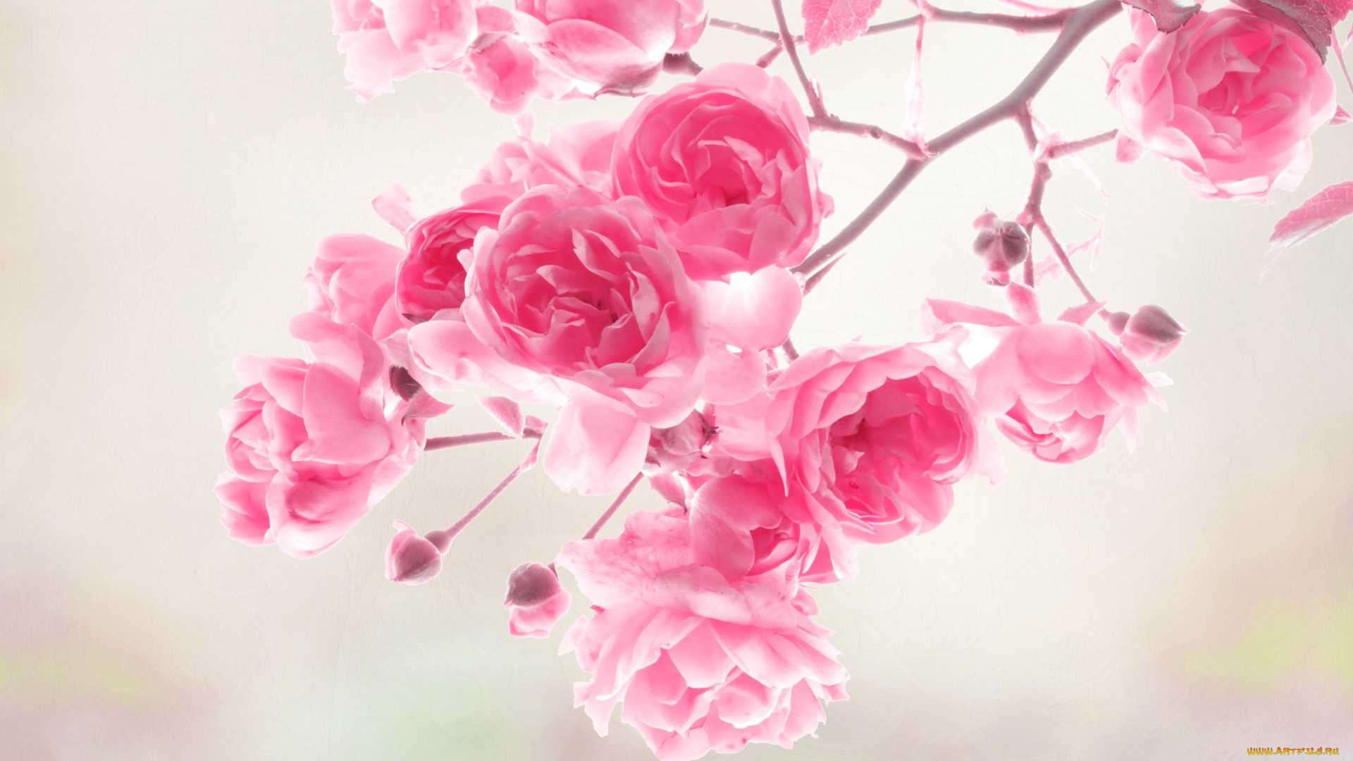 , , roses, flowers, pink